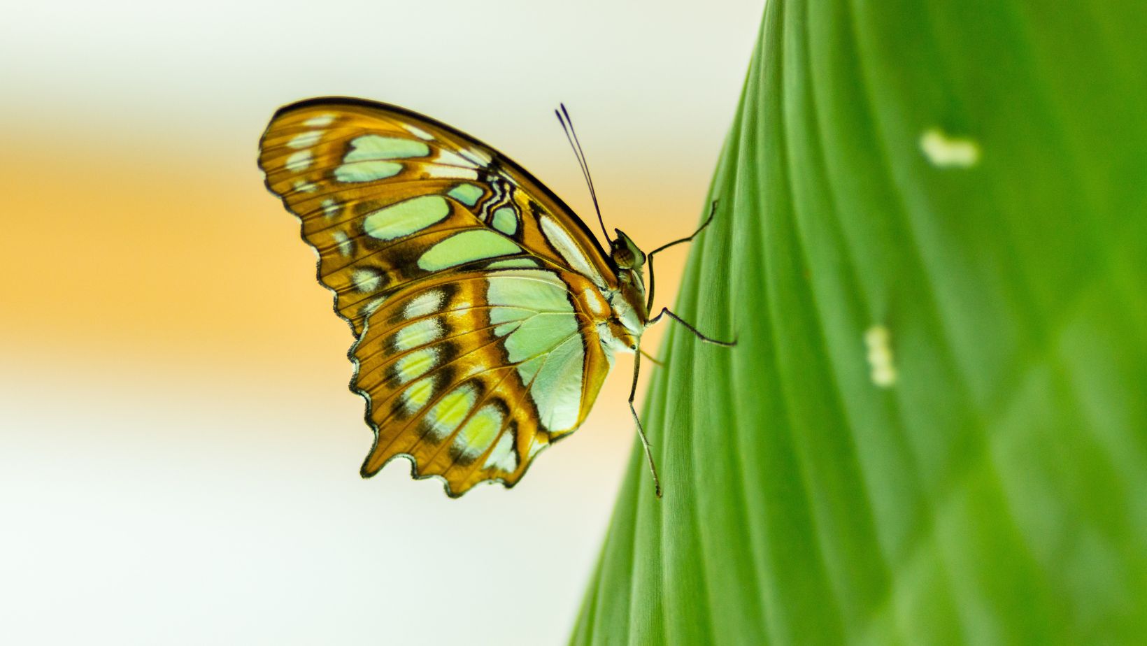 transparent:xcc8h_tlgju= butterfly